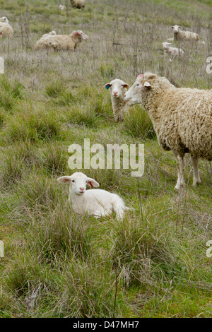 Cordero recién nacido en un campo. Foto de stock