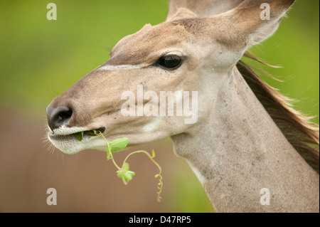 Cierre de disparo a la cabeza de una hembra de kudu mayor (Tragelaphus strepsiceros) masticar contra un telón de fondo bush verde limpio
