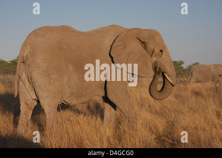 Elefantes en el Parque Nacional de Etosha, Namibia, África Foto de stock