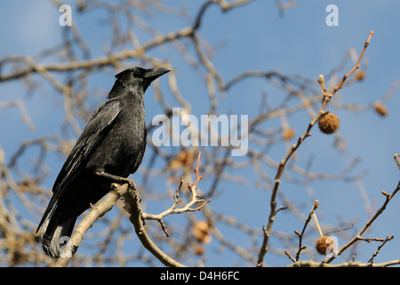 Carrion crow (Corvus corone) posado en la rama del árbol de avión Londres (Platanus x hispanica), Regents Park, Londres, Inglaterra, Reino Unido. Foto de stock