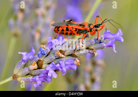 Macro de insecto asesino negro y rojo (Rhynocoris iracundus) en flor de lavanda Foto de stock