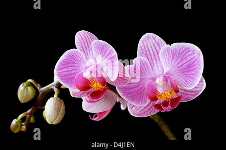Phalaenopsis orquídeas polilla, flores y brotes en negro Foto de stock