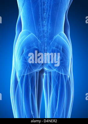 Los glúteos / glúteo mayor - Anatomía músculos Fotografía de stock - Alamy