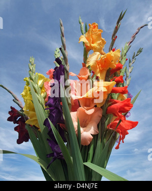 Un montón de iluminados soleado gladiolos coloridas flores en frente de cielo azul Foto de stock