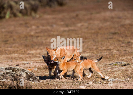 El Lobo etíope (Canis simensis), el Parque Nacional de las montañas Bale, Etiopía