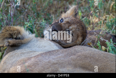 Los leones en el Serengeti Foto de stock