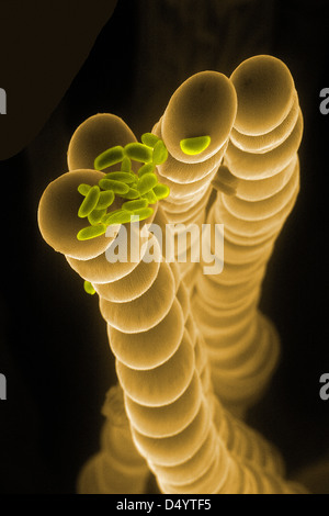 El estambre pelos y granos de polen de flores Tradescantia, microscopía electrónica de barrido Foto de stock