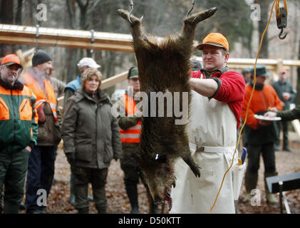(Archivo) - Un dpa fotografía de archivo fechada el 11 de diciembre de 2008 muestra un cazador destripar un jabalí en Colonia, Alemania. Foto: Oliver Berg Foto de stock
