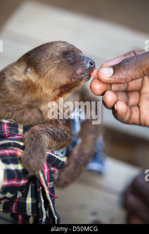 Dos dedos cada Sloth (Choloepus didactylus). Los jóvenes huérfanos criados por mano de pet sea aldeanos amerindia. Atta. De Iwokrama. Guyana.