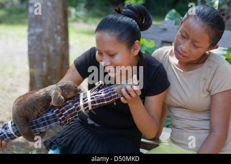 Los aldeanos de amerindios con un bebé huérfano dos dedos cada Sloth (Choloepus didactylus). Siendo criados a mano. Atta. De Iwokrama. Guyana.