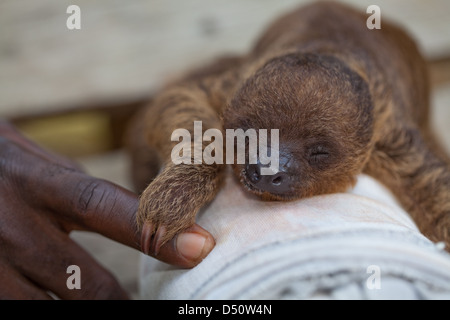 Dos dedos cada Sloth (Choloepus didactylus). Siendo joven animal criado a mano, sujetando su fomentar rearer el dedo índice.