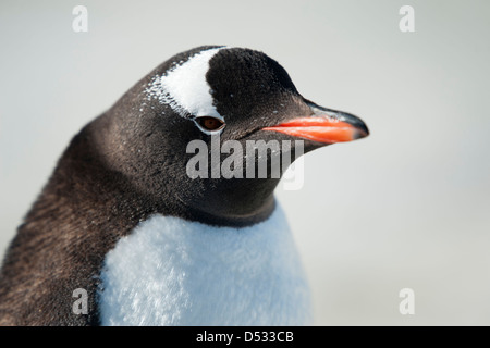 , Pingüinos Pygoscelis papua, retrato. Isla Peterman, Península Antártica. Foto de stock