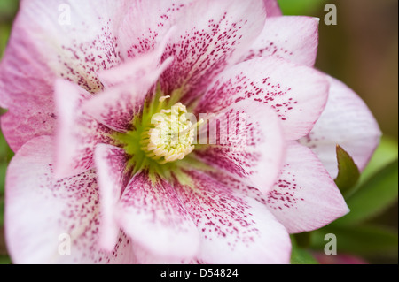 Helleborus × hybridus Harvington rosas dobles cuaresmal hellebore rose Foto de stock
