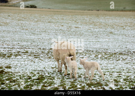 Ovejas con dos corderos en campo cubierto de nieve Foto de stock