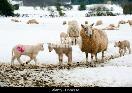 Las ovejas y corderos en un campo cubierto de nieve en el sur Stiperstones en Shropshire Inglaterra Foto de stock
