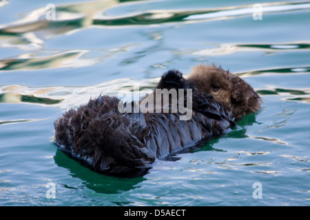 Una Nutria Marina A La Madre Y Al Bebe Durmiendo Mientras Flotantes Fotografia De Stock Alamy