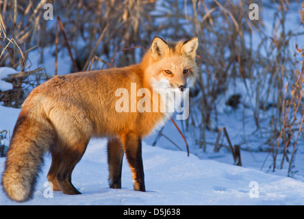 Excelente cazador de zorro rojo macho en invierno canadiense.
