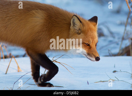 Excelente cazador de zorro rojo macho en invierno canadiense.