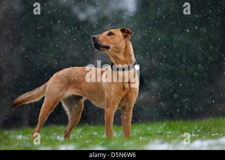 Perro de raza mixta (Labrador - Perro Pastor Belga Malinois /) en la nieve en invierno