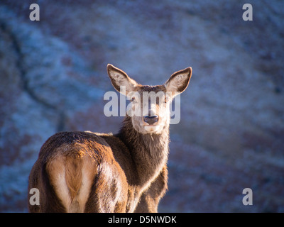 Hembra de ciervo rojo en las Highlands escocesas