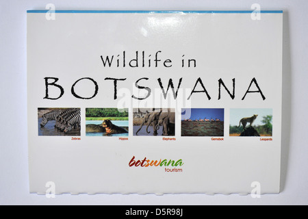 Imágenes de vida silvestre de Botswana postales. Foto de stock