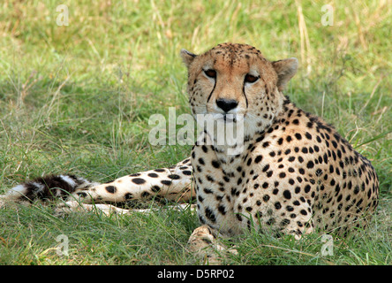 Guepardo (Acinonyx jubatus) tumbado en la hierba, Maasai Mara, Kenia Foto de stock