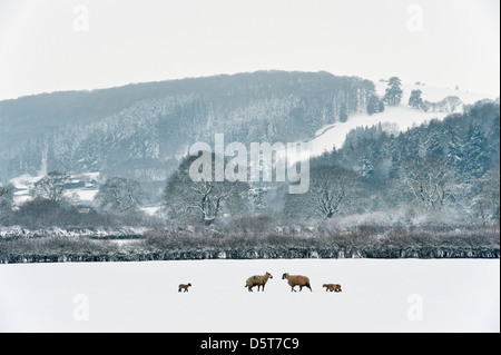 Ovejas y corderos en un campo cubierto de nieve en Presteigne, Gales, Reino Unido, durante la fría primavera de 2013 Foto de stock