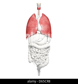 Pulmones sanos, ilustraciones Foto de stock