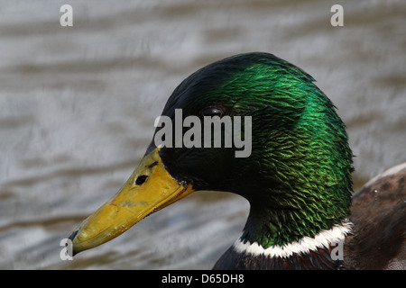 Cierre detallada de la cabeza de un macho de pato silvestre o drake el ánade real (Anas platyrhynchos) natación