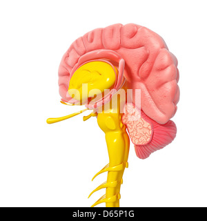 Anatomía del cerebro, las ilustraciones Foto de stock