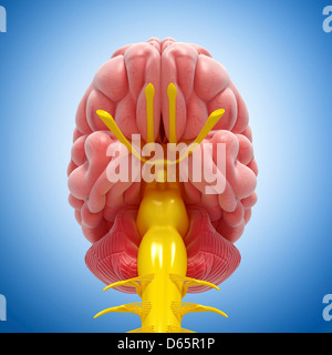 Anatomía del cerebro, las ilustraciones Foto de stock
