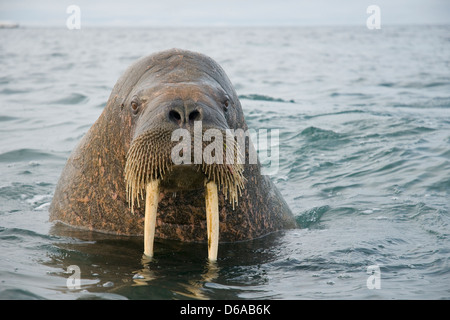 La Morsa, Rosmarus Del Odobenus, Mamífero Marino Flippered Grande, En Agua  Azul, Svalbard, Noruega Retrato Del Detalle Del Animal Imagen de archivo -  Imagen de detalle, paquete: 95608779