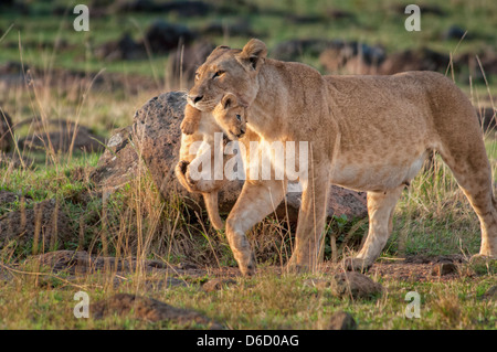 Leona, Panthera leo, llevando un cachorro en su boca, Reserva Nacional de Masai Mara, Kenya, Africa.