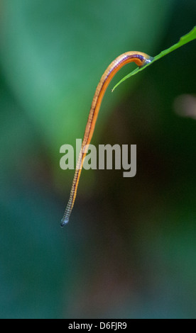 Tiger Leech colgando de una hoja esperando para pasar sangre caliente de mamíferos en un bosque lluvioso de Borneo Foto de stock