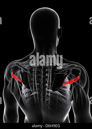 Músculo de la espalda, las ilustraciones Foto de stock