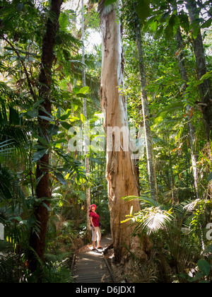 Mujer mirando al árbol de eucalipto en Flecker Botanic Gardens, Cairns, en el norte de Queensland, Australia, el Pacífico