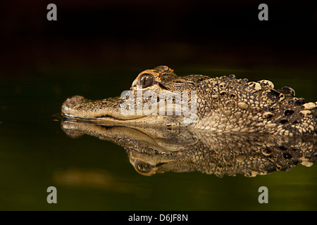 American Alligator Alligator mississippiensis Foto de stock