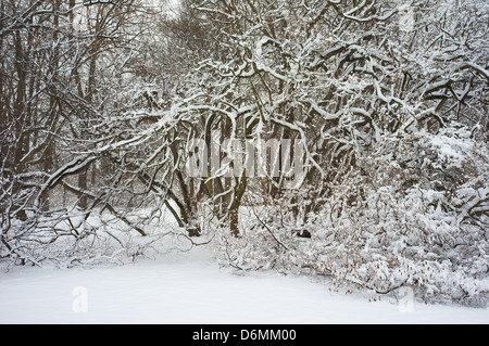 Los arbustos cubiertos de nieve winter wonderland Foto de stock