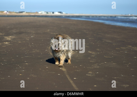 Perro Feliz border terrier caminando a lo largo de una playa con aguas tropicales templadas azul claro Foto de stock