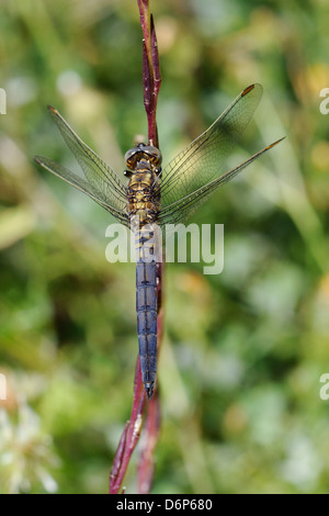Macho joven keeled skimmer dragonfly (Orthetrum coerulescens), apoyándose en el tallo, Lesbos (Lesbos), Grecia, Europa