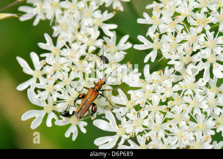 Macho patas gruesas flor escarabajo (Oedemera nobilis) forrajeando en común flores hogweed, Wiltshire, Inglaterra, Reino Unido.