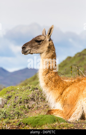 Adulto guanacos (Lama guanicoe), Parque Nacional Torres del Paine en la Patagonia, Chile, Sudamérica Foto de stock