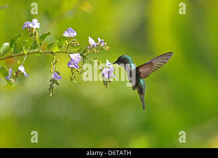 Las Antillas Crested Hummingbird Orthorhyncus cristatus exilis hembra adulta en vuelo alimentar flores Fond Doux Plantation St. Foto de stock