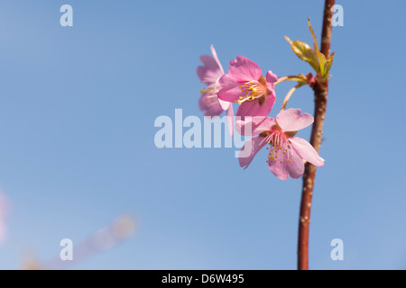 Prunus avium Sweetheart. Cerezo en Flor