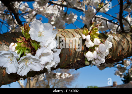 Rosaceae Prunus Shirotae Cerezo florecen en primavera contra el cielo azul. Berkshire, Inglaterra, GB, Reino Unido. Foto de stock