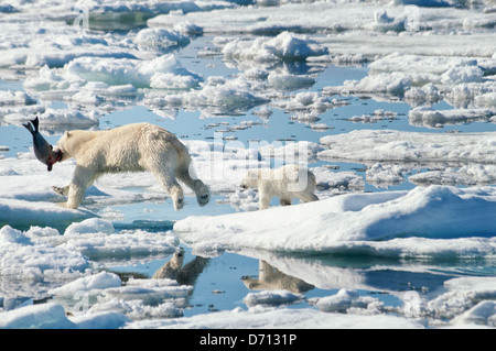 #6 en una serie de imágenes de una madre de oso polar, Ursus maritimus, al acecho de una junta para alimentar a sus crías gemelas, Svalbard, Noruega. Búsqueda "PBHunt' para todos.