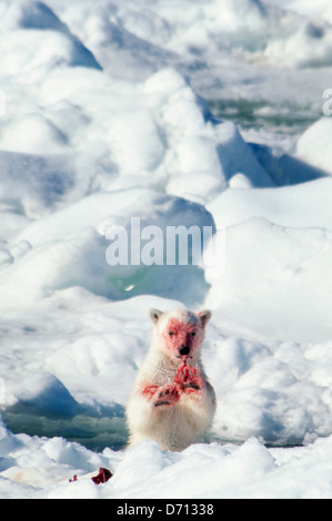 #9 en una serie de imágenes de una madre de oso polar, Ursus maritimus, al acecho de una junta para alimentar a sus crías gemelas, Svalbard, Noruega. Búsqueda "PBHunt' para todos.