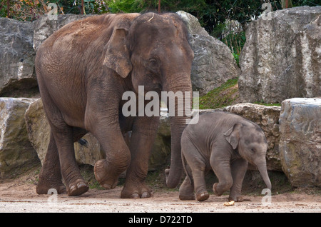El elefante asiático (Elephas maximus), la madre y la pantorrilla.