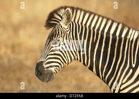 Burchell masculina (zebra Equus burchellii) en el Parque Nacional Kruger, Sudáfrica Foto de stock