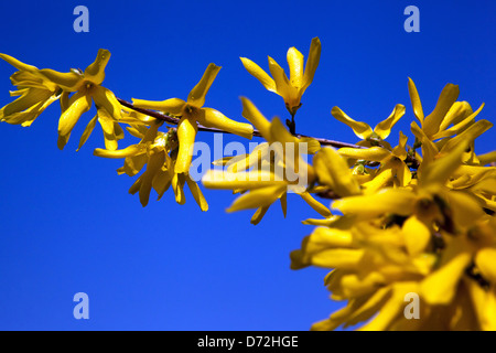 Forsythia x intermedia, jardín arbusto que florece en primavera Foto de stock